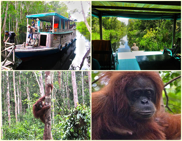 Orangutan Tour Borneo